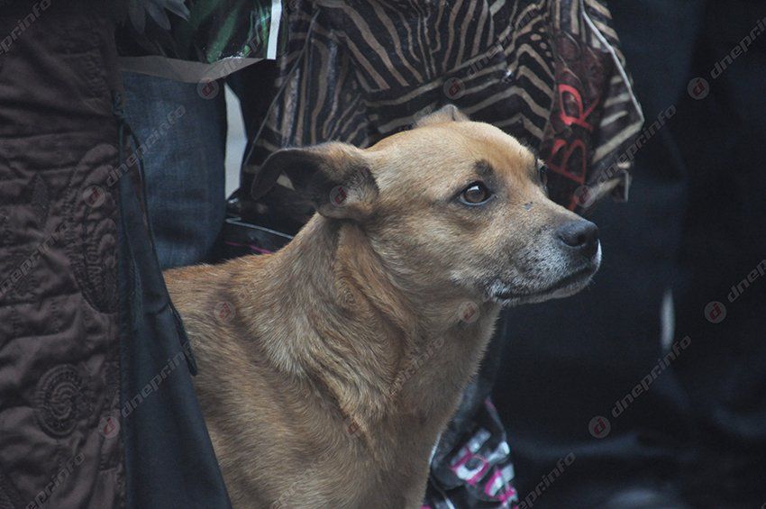 ЮМЗ снова митингует