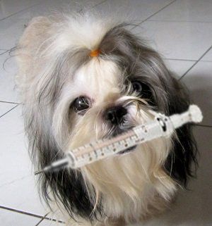 dog_vaccine