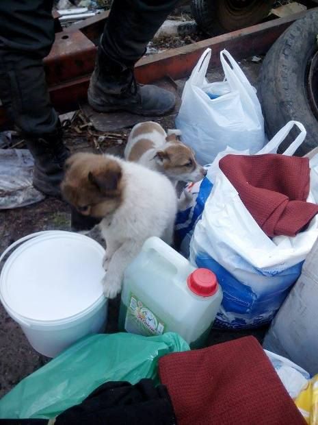 Боец Санчес просит помощи днепропетровцев с передержкой животных из зоны АТО