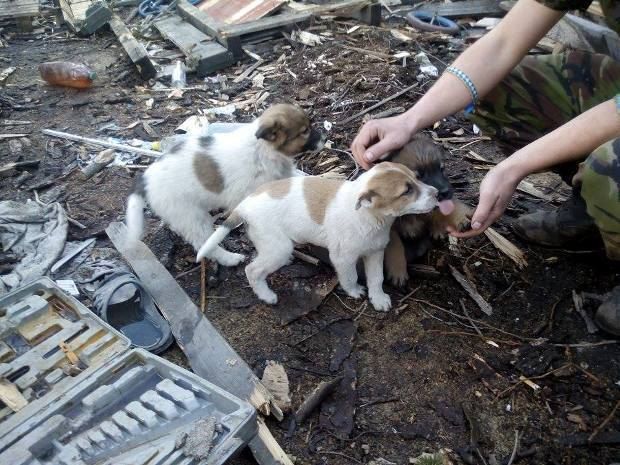Боец Санчес просит помощи днепропетровцев с передержкой животных из зоны АТО