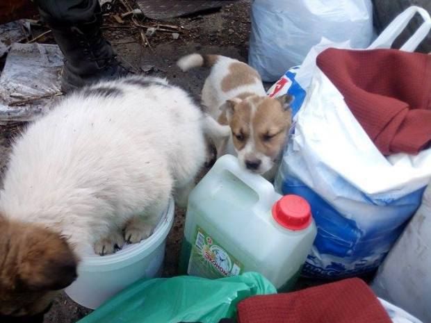 Боец Санчес просит помощи днепропетровцев с передержкой животных из зоны АТО