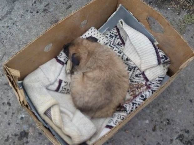 Боец Санчес просит помощи днепропетровцев с передержкой животных из зоны АТО