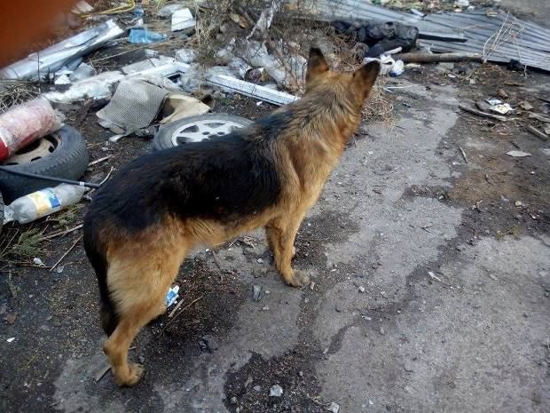 Боец Санчес просит помощи днепропетровцев с передержкой животных из зоны АТО