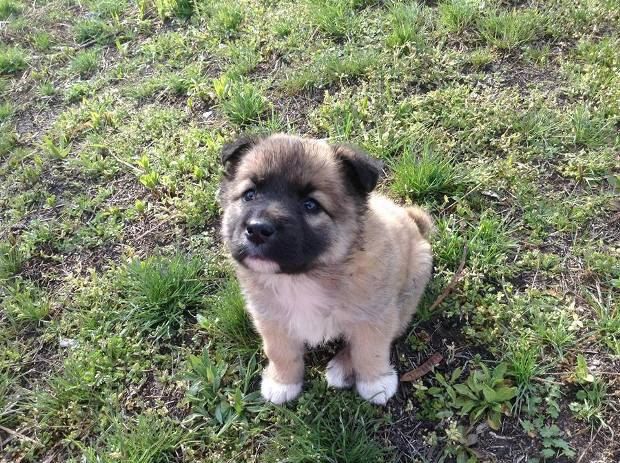 Боец Санчес просит помощи днепропетровцев с передержкой животных из зоны АТО