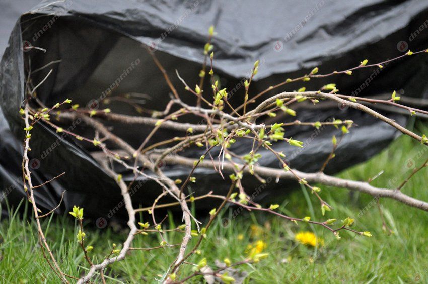 В Днепропетровске в память о погибших бойцах высадили первые деревья
