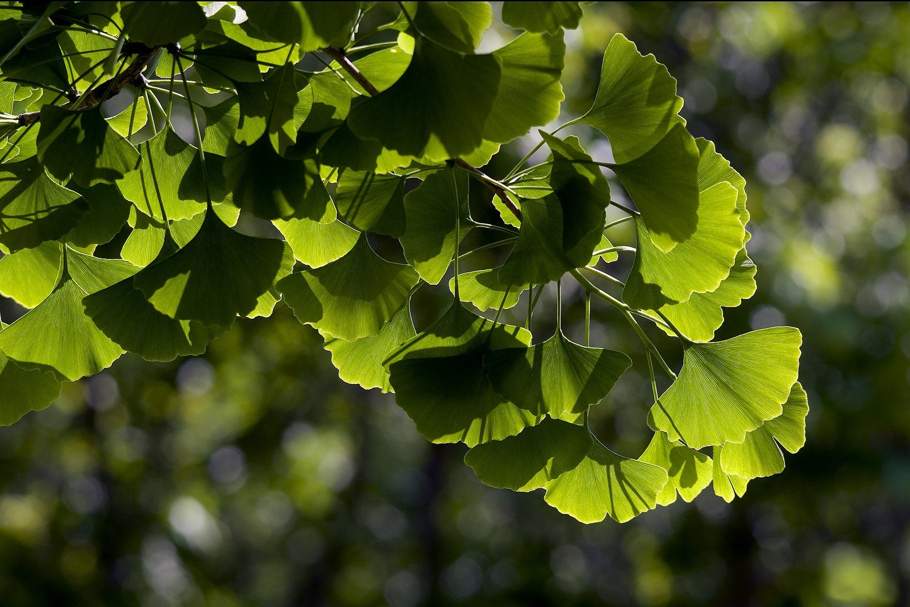 ginkgo-biloba-maidenhair-tree