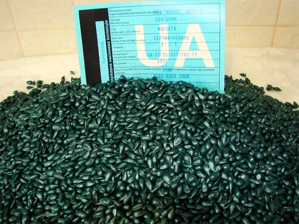 yason__forvard__podsolnechnik__semena__nas__nnya_sonyashnika_5