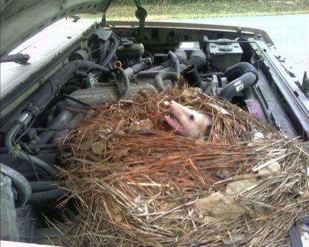 animals_in_car_11