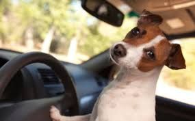 zootaxi
