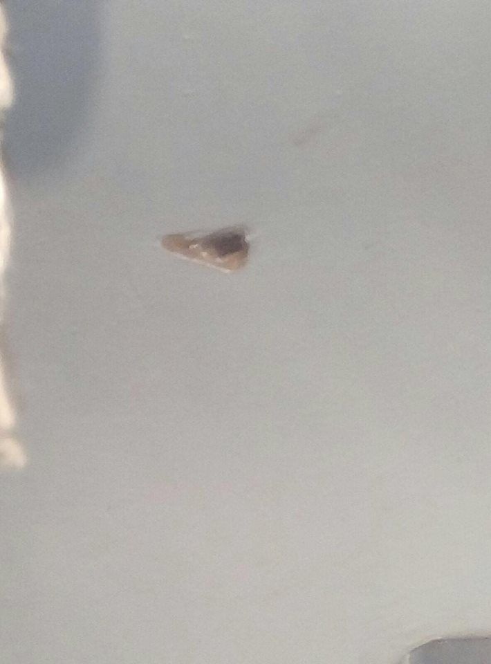 15541523_10206136006519559_825009788367783454_n