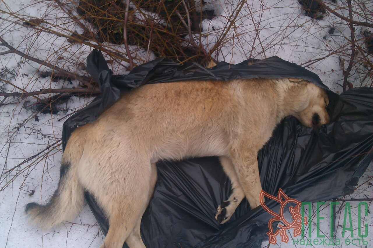 17492828_830746377076605_6472585545772105922_o