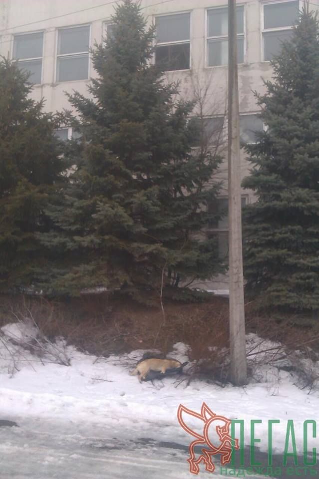 17796000_830746333743276_8725052921551088957_n