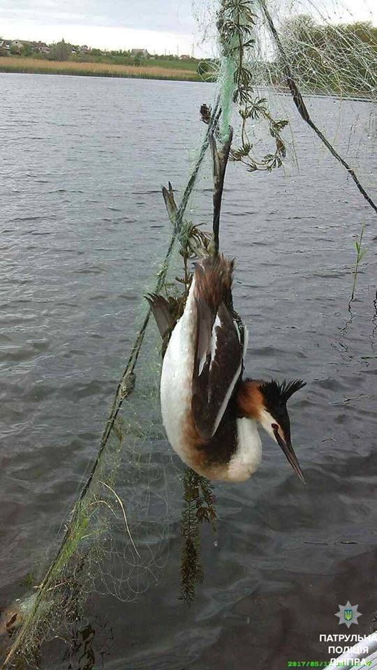 18520013_1882975228637669_4963876792841286588_n