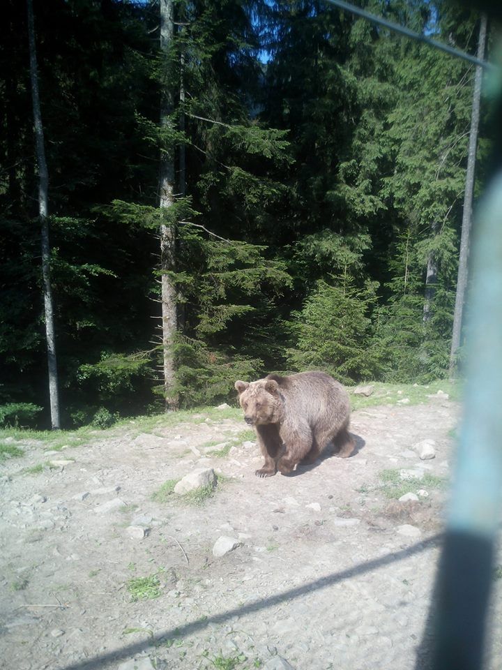 19665492_241318753031724_7037571007618856753_n