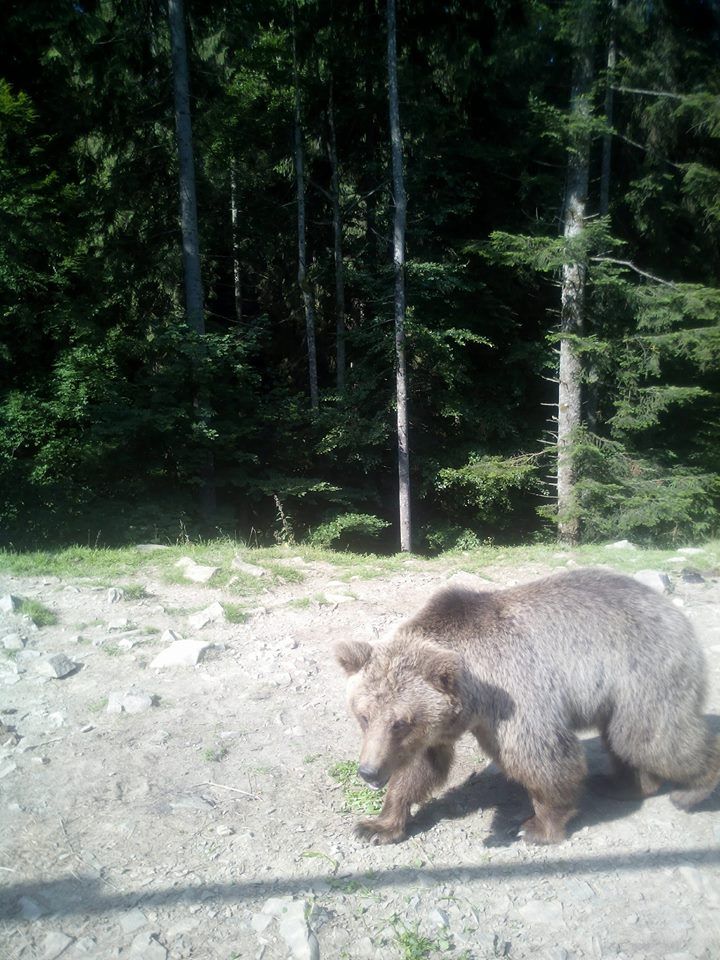 19702474_241318706365062_7321456267174842075_n