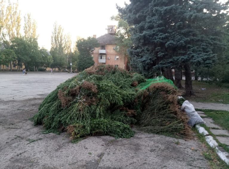 сбор-амброзии_Днепр-2