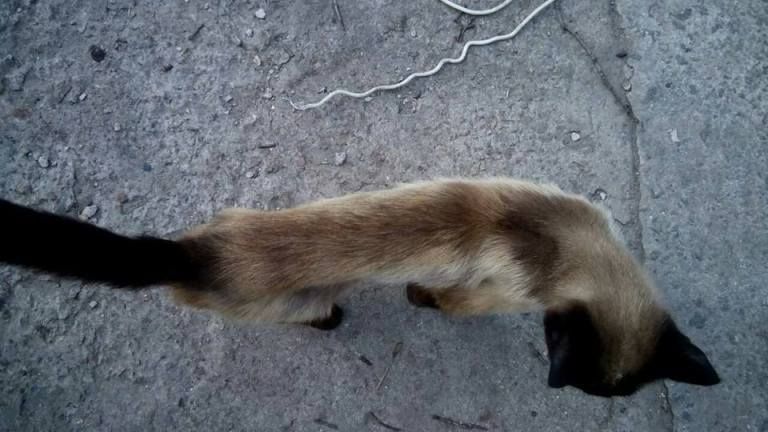 20770188_1280213792107236_3175048020574564389_n