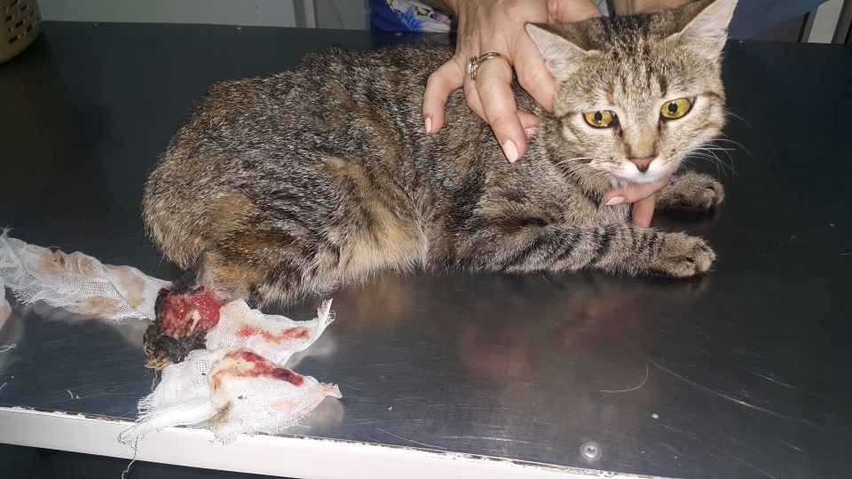 21151599_1637908939586508_9221271390757654699_n