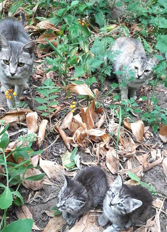 21192222_1452487364832650_1319591866380385451_n