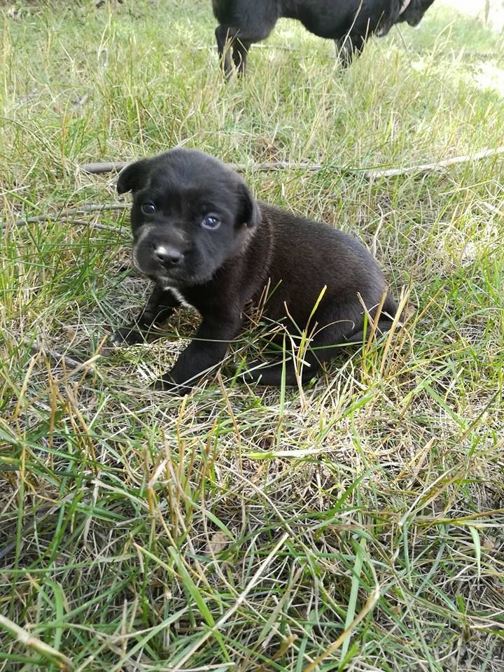 21369106_477326159316895_4038070432797355209_n