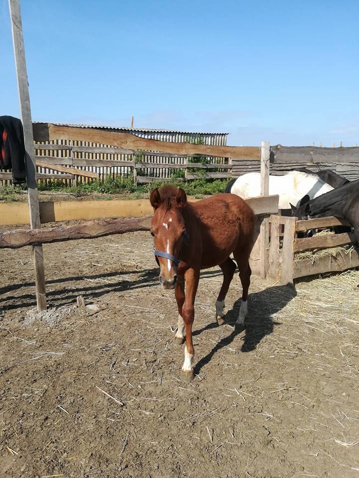 21430614_477633485952829_6862993003721567805_n