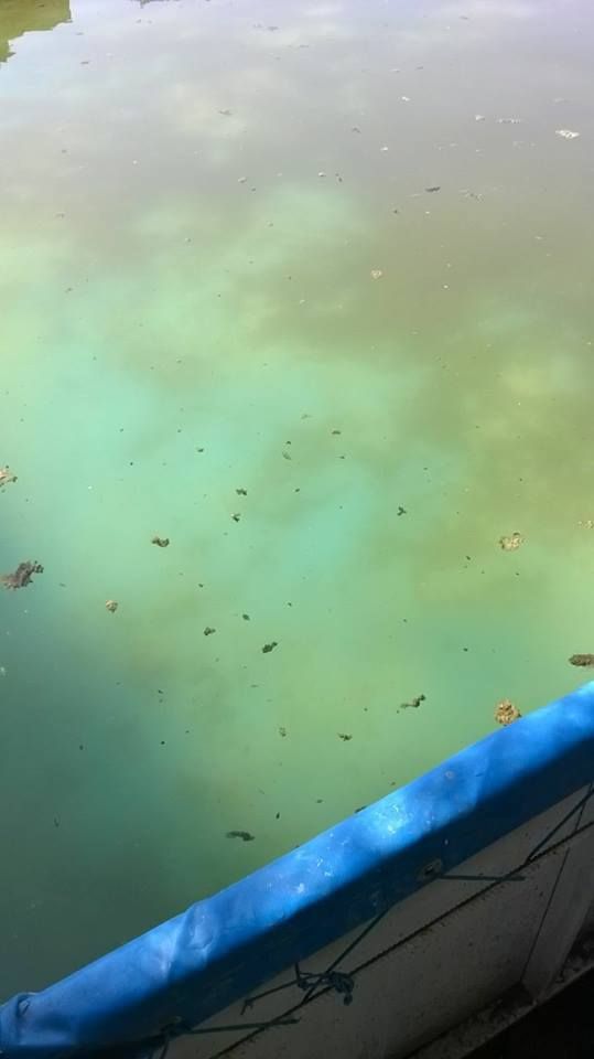 21685955_1875796692738473_2556182523125850253_n