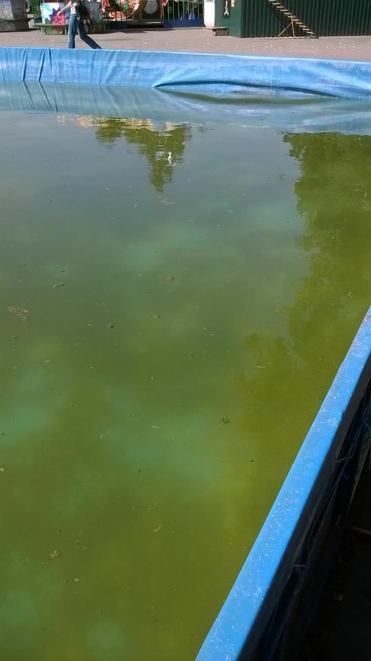 21686032_1875796796071796_4263321252026858741_n