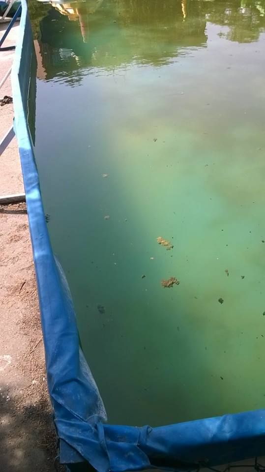 21742803_1875796719405137_9022185098391900944_n