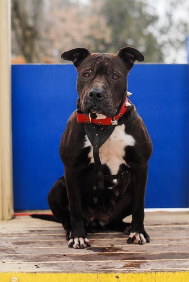 29244288_772150392982970_9089551507430309888_n