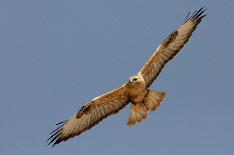 Buteo rufinus14