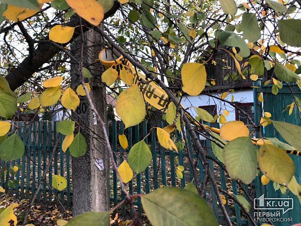 Найдено «кладбище» трупов во дворе частного дома