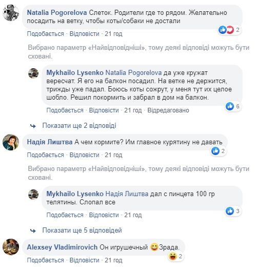 «Новый сотрудник мэрии»: дома у Лысенко поселилась сова. Новости Днепра