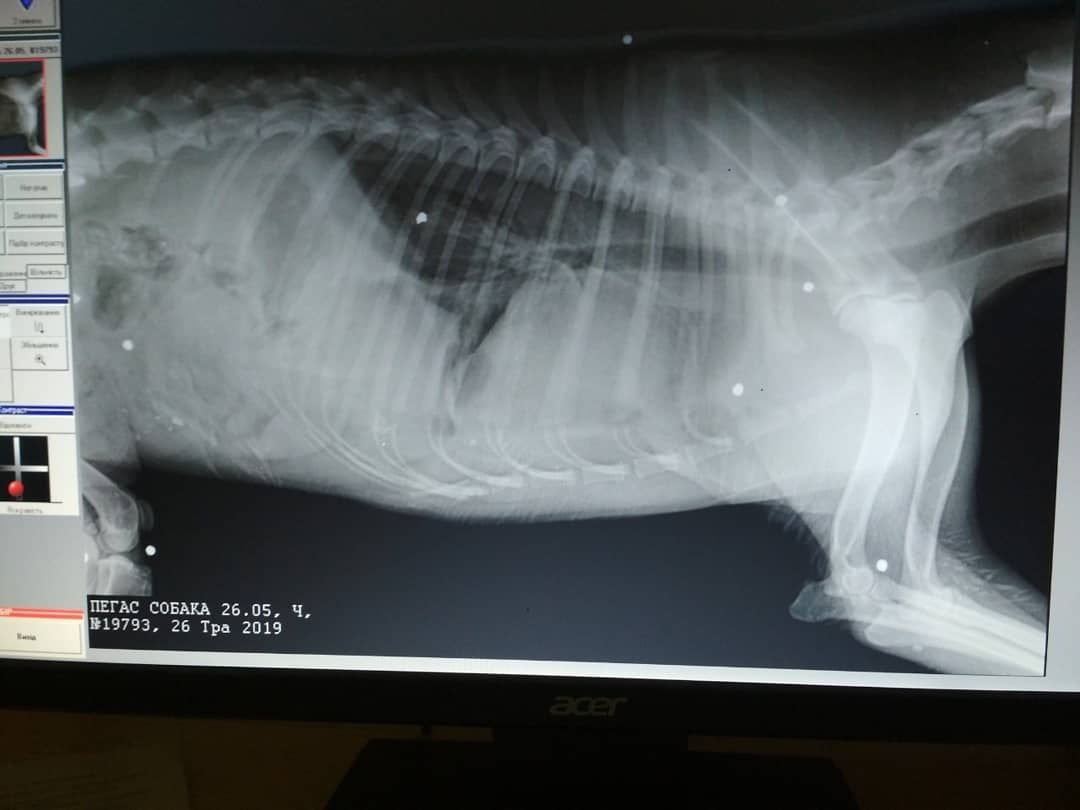 Живодеры расстреляли собак под Днепром. Новости Днепра