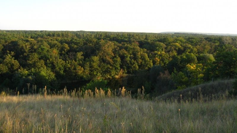 В лесу на Днепропетровщине нашли тело. Новости Днепра