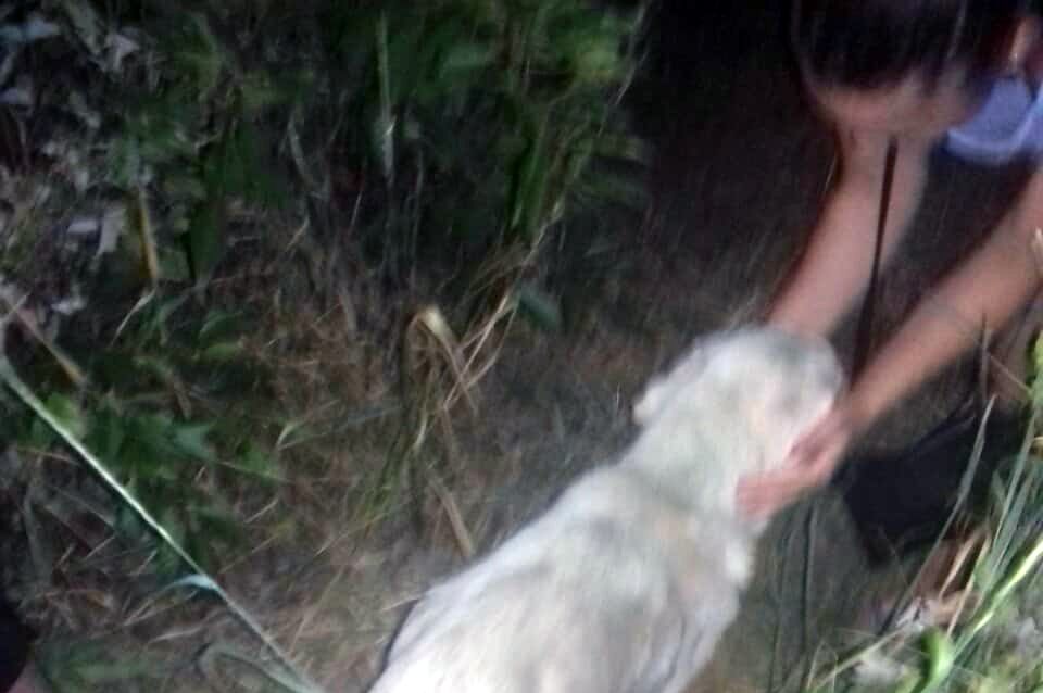 Спасатели Днепра достали собаку из глубокой ямы. Новости Днепра