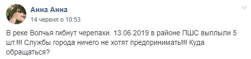 В Днепропетровской области гибнут черепахи: пользователи соцсетей возмущены. Новости Днепра