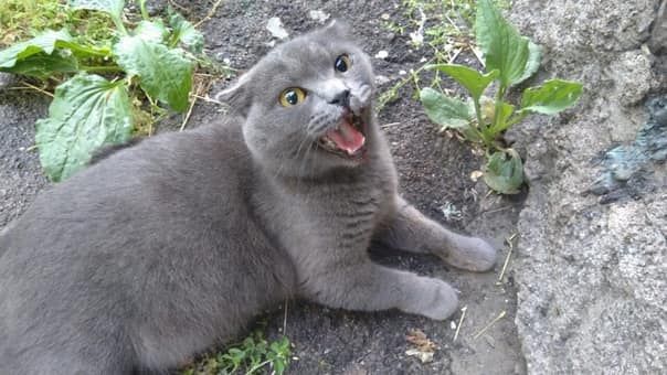 Мучительная смерть: мать выбросила кошку из окна многоэтажки на глазах у своего ребенка. Новости Днепра