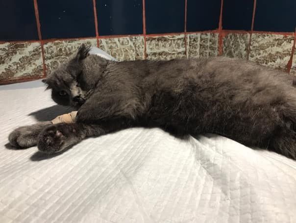 Мать выбросила кошку в окно на глазах у ребенка: животное не выжило. Новости Днепра