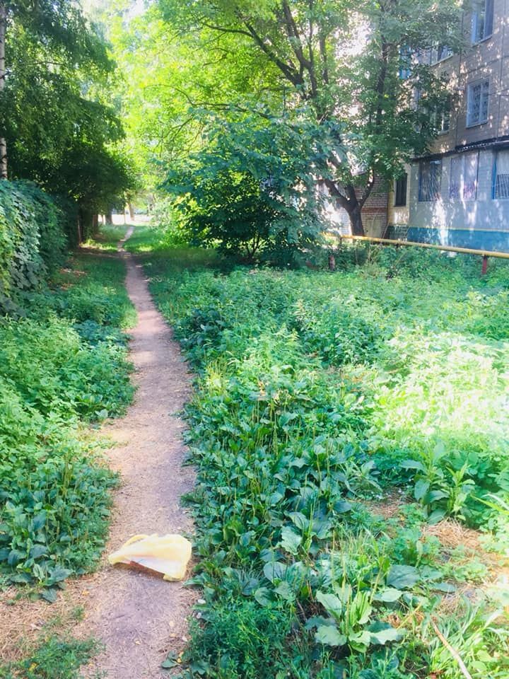 Под Днепром жестоко травят собак: и домашних, и бездомных. Новости Днепра