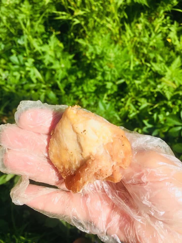 Под Днепром жестоко травят собак: и домашних, и бездомных. новости Днепра