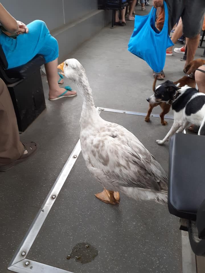 Катается бесплатно: в днепровском трамвае появился пернатый пассажир. Новости Днепра