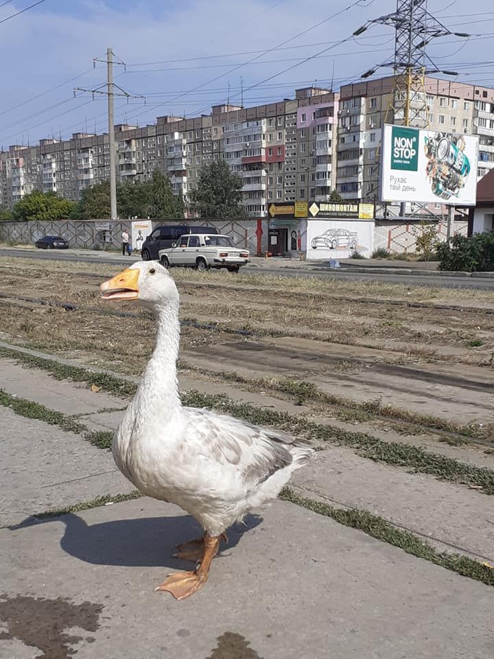 Катается бесплатно: в днепровском трамвае появился пернатый пассажир. Новости Днепра