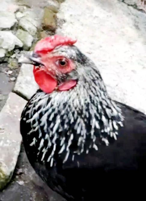 Пропала курица. Новости Днепра