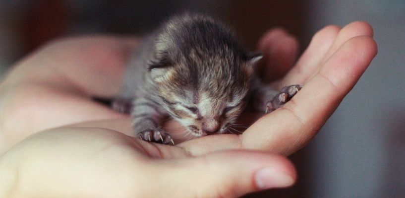 Котиков замуровали. Новости Днепра