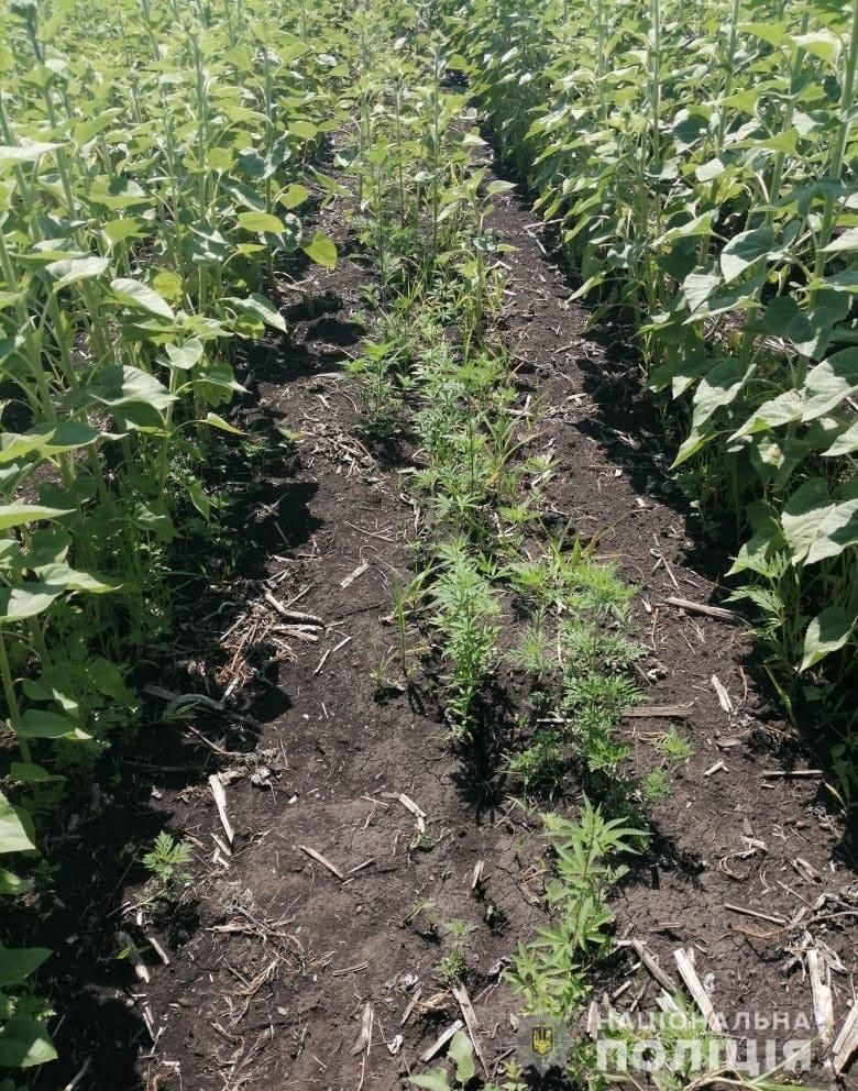 Под Днепром полицейские обнаружили крупные посевы конопли в подсолнухе. Новости Днепра