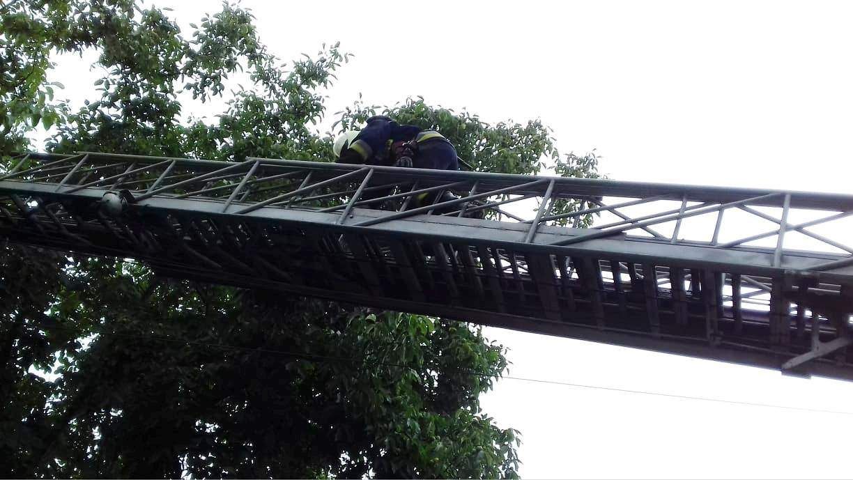 Не мог спуститься с дерева: в Днепре спецслужбы спасали котика. Новости Днепра