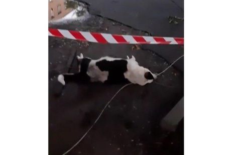 Последствия непогоды: собака погибла от удара током от электропровода. Новости Днепра
