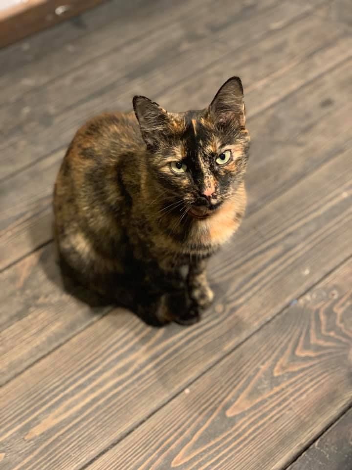 ТОП самых известных котов Днепра. Новости Днепра