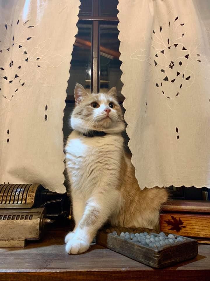 ТОП самых известных котов Днепра. Новости Днепра