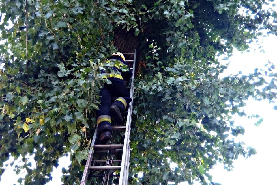 Спасатели сняли кота с огромной высоты. Новости Днепра